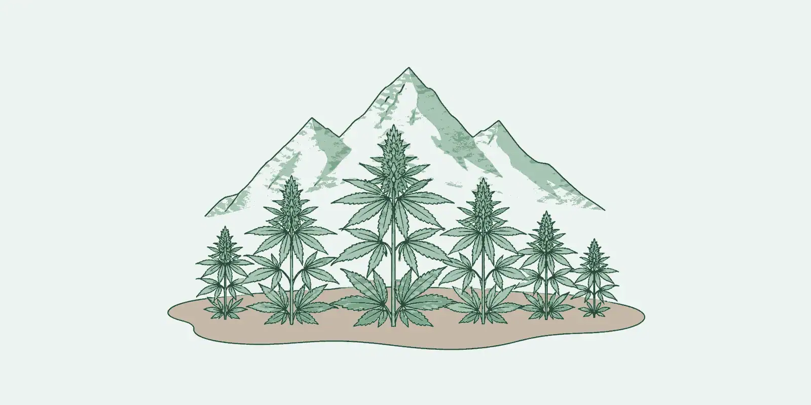 Wedihemp
