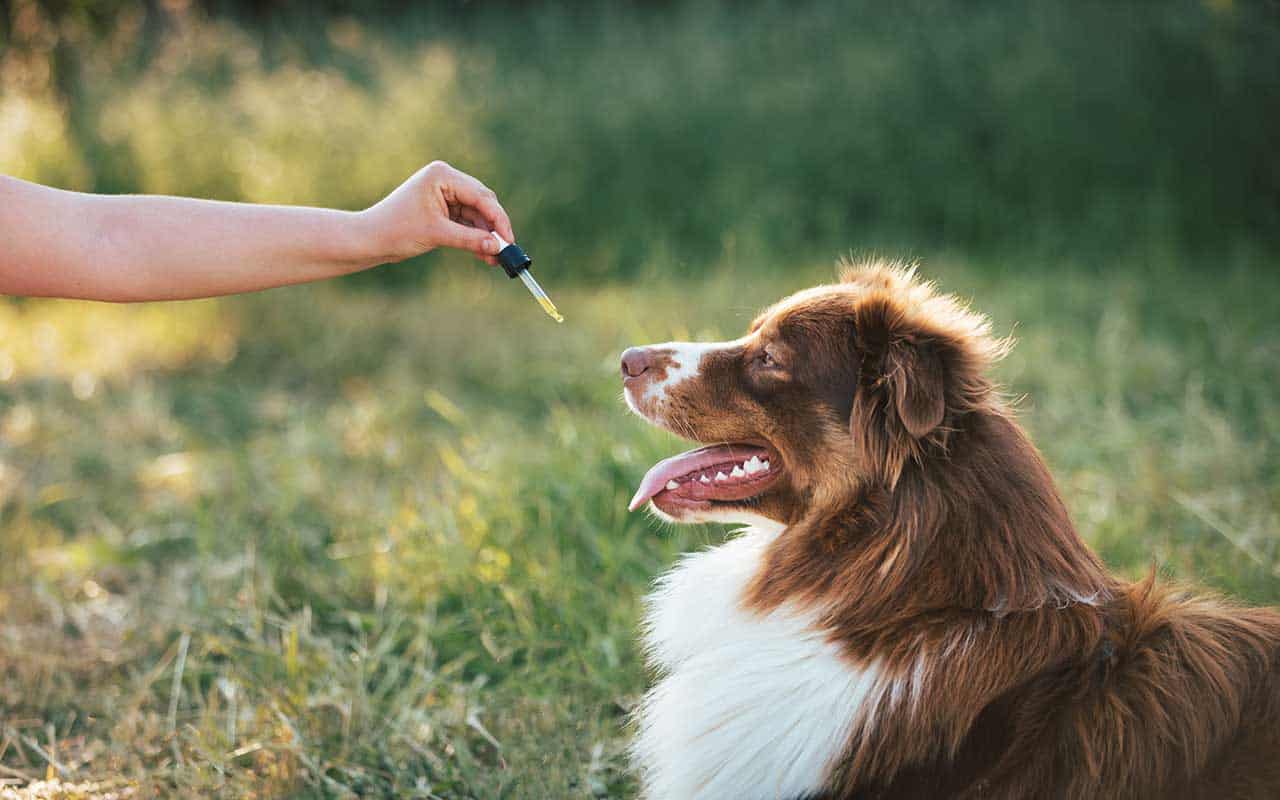 Alles over CBD bij dieren 2 Veel dieren met uiteenlopende klachten kunnen baat hebben van het innemen van CBD olie. Ontdek hier alles over CBD bij dieren en de voordelen hiervan.
