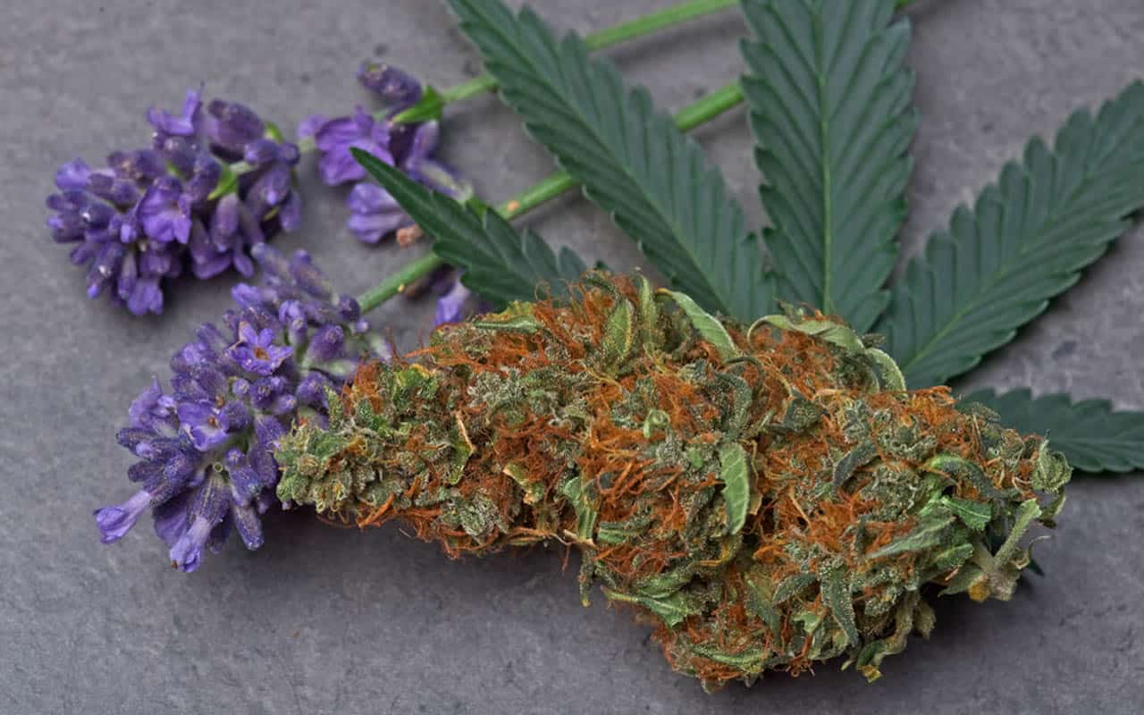 Terpenen zijn een zeer waardevol natuurlijk bestanddeel van de cannabisplant en zitten daarom ook in een goede CBD olie. Maar wat zijn terpenen precies?