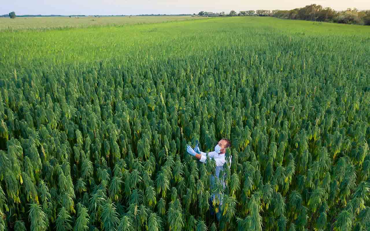 Verschil CBD THC