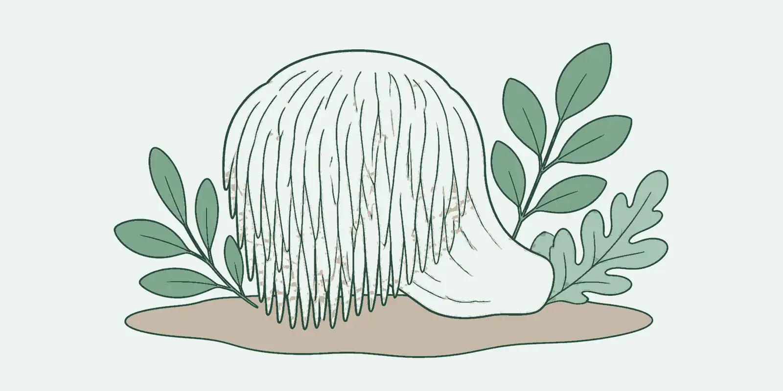 Lion’s Mane (pruikzwam): wat het is en hoe je het gebruikt