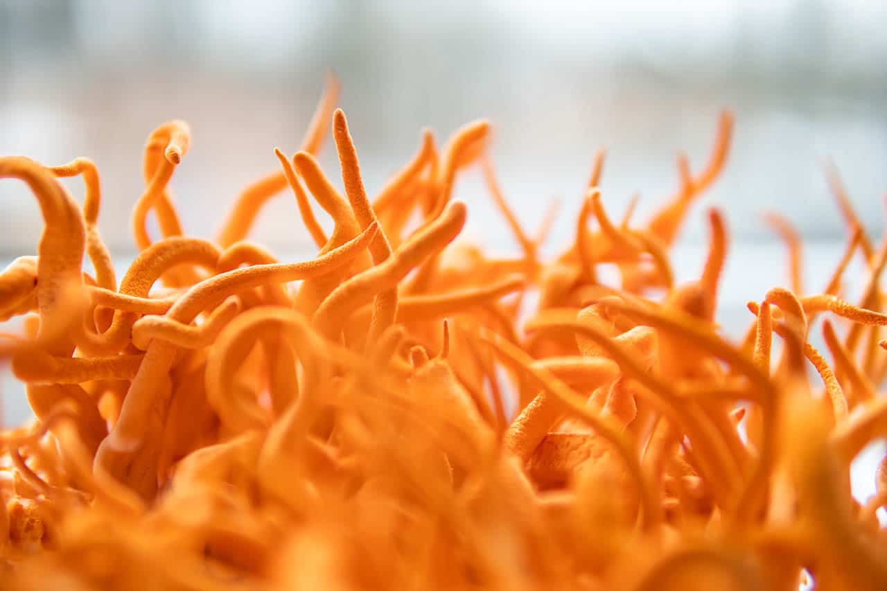 Bent u benieuwd naar de werking van cordyceps? Hier vindt u alles wat u moet weten over deze krachtige Chinese paddenstoel.