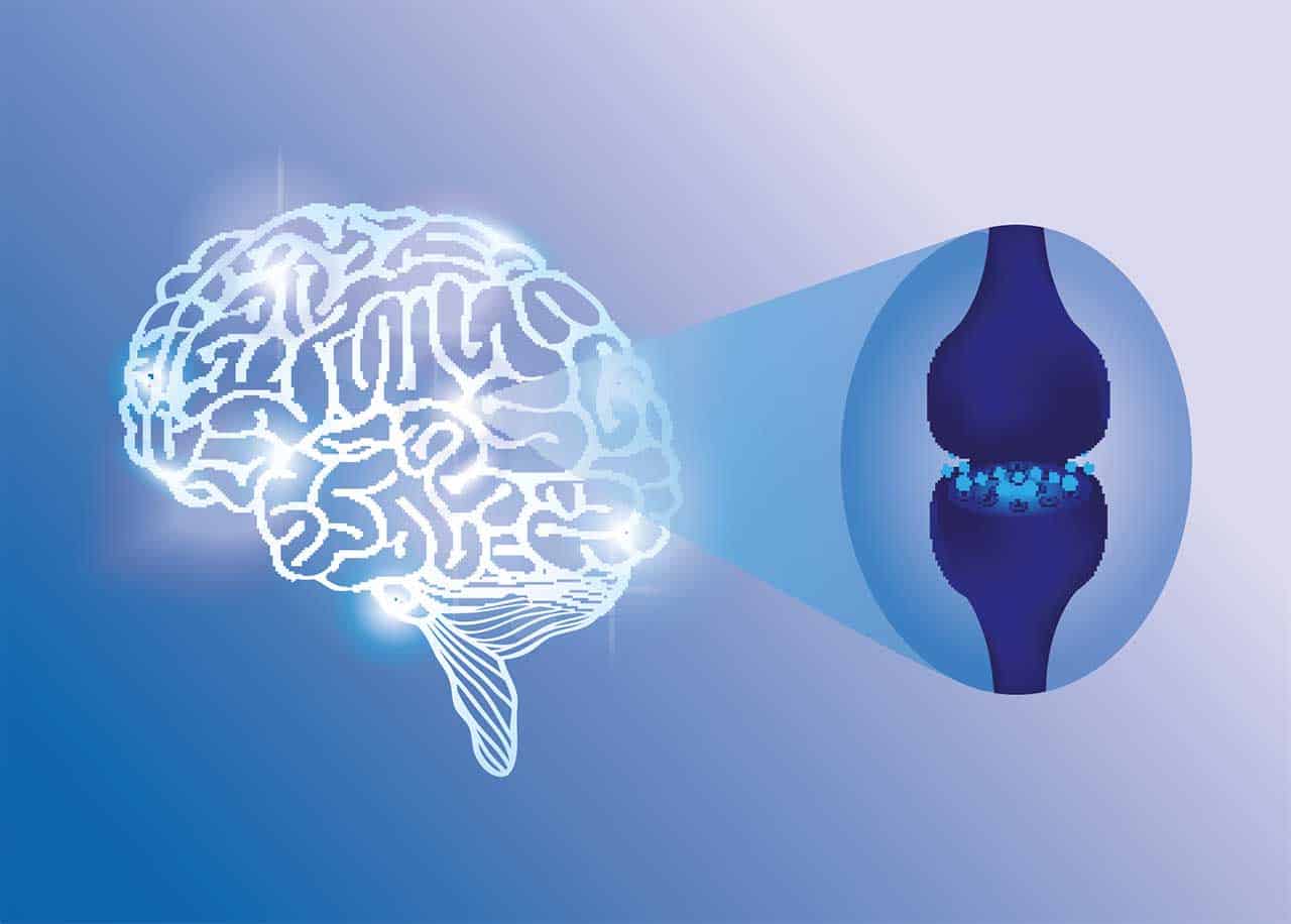 Het endocannabinoïde systeem speelt een sleutelrol bij veel lichaamsprocessen en CBD ondersteunt de werking van dit systeem. Hoe werkt dat?