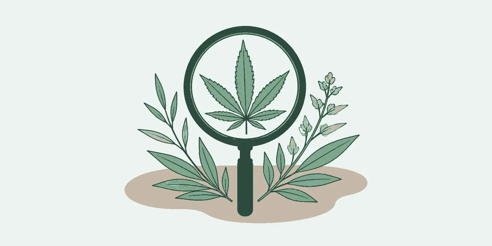CBD en het endocannabinoïde systeem