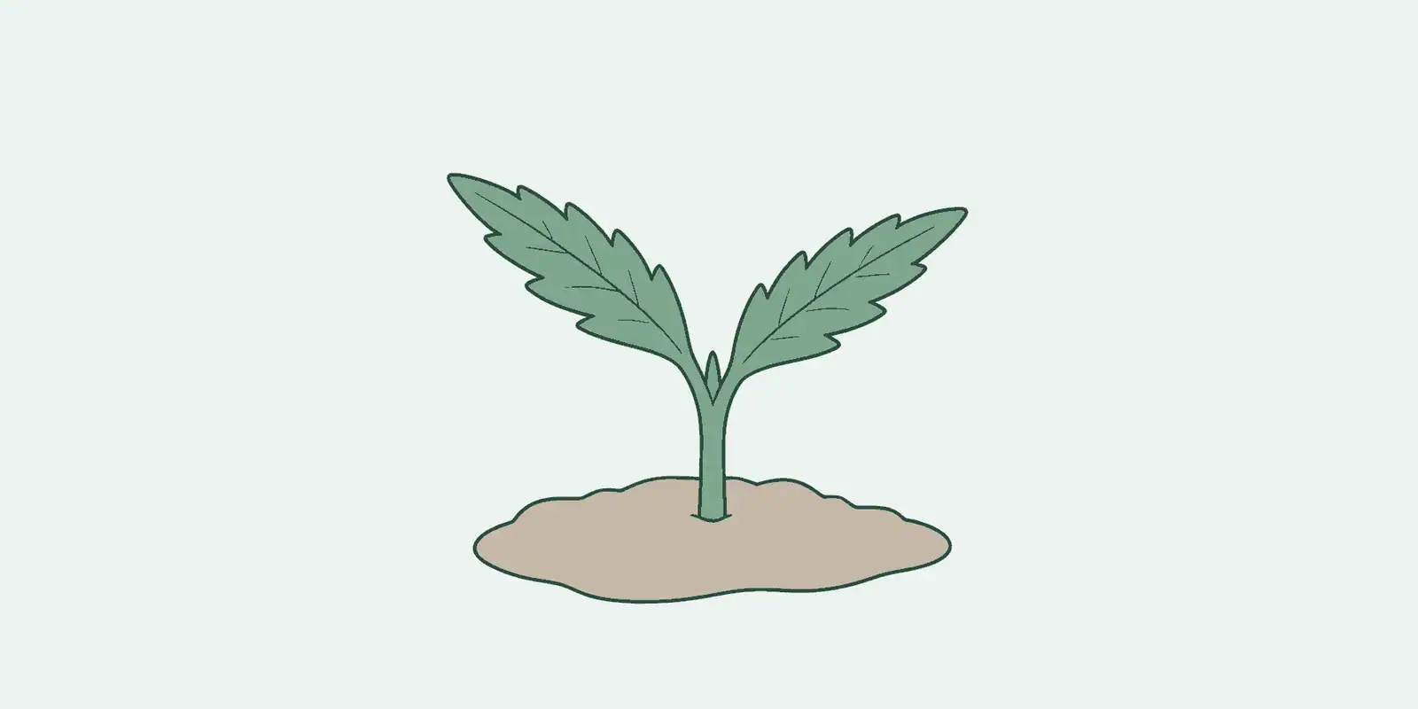 Wat is CBG? Over de moedercannabinoïde