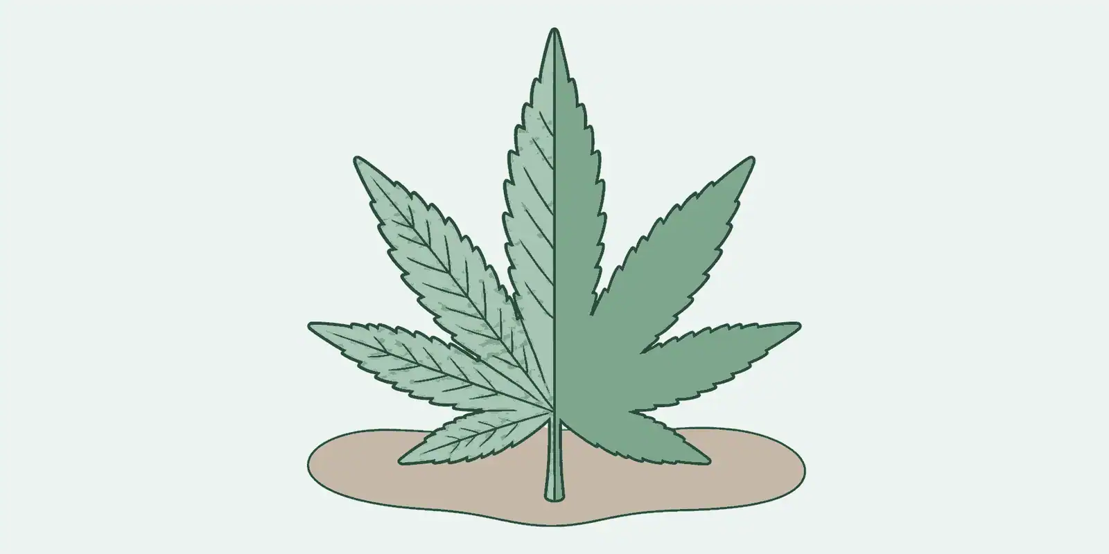 Broad spectrum en full spectrum CBD uitgelegd