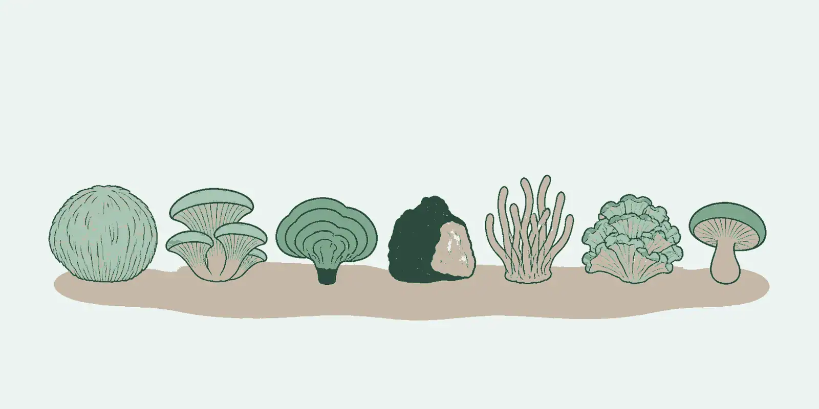 7 bekende medicinale paddenstoelen en hun kenmerken