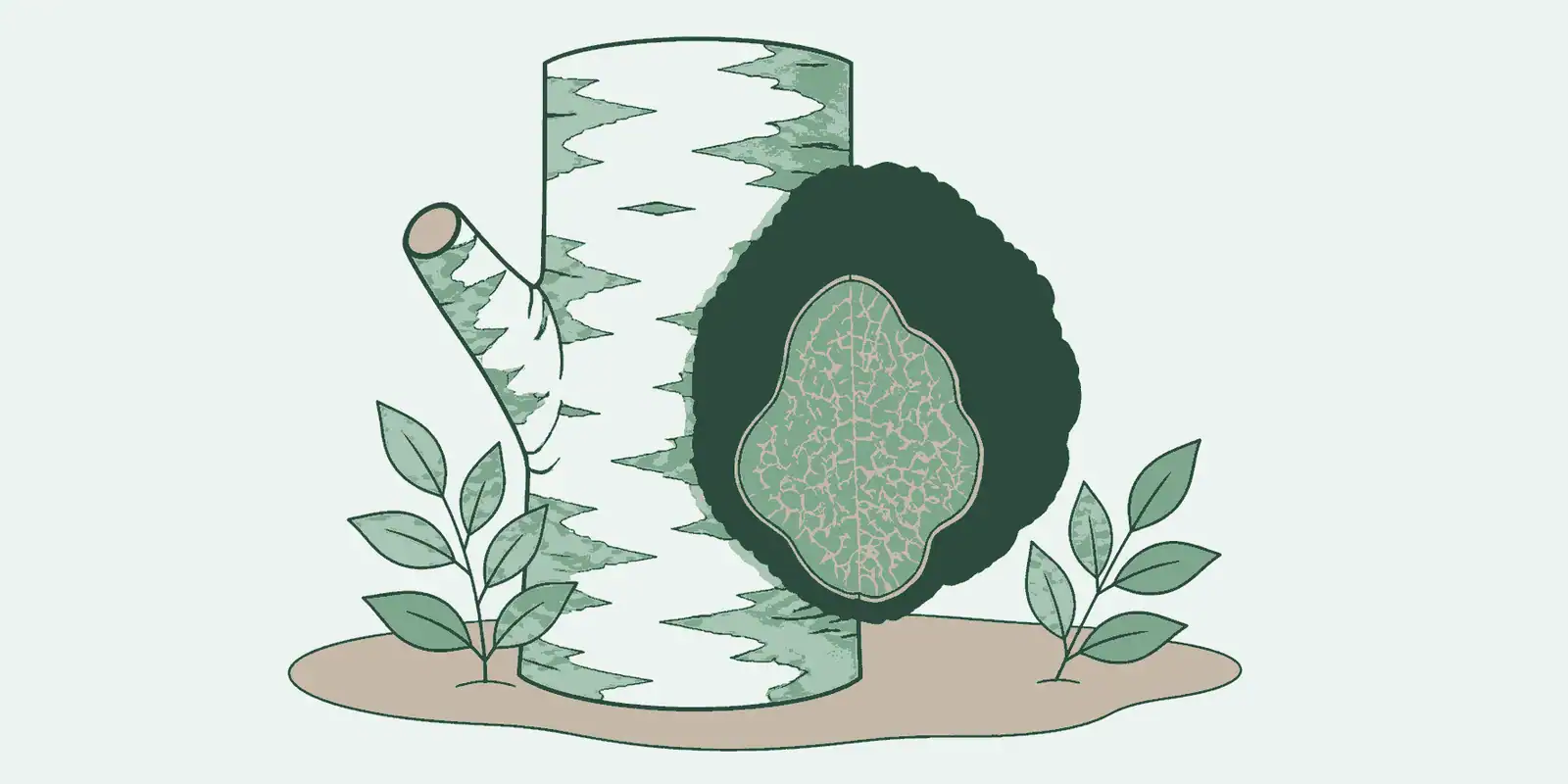Chaga (berkenweerschijnzwam): wat het is en hoe je het gebruikt