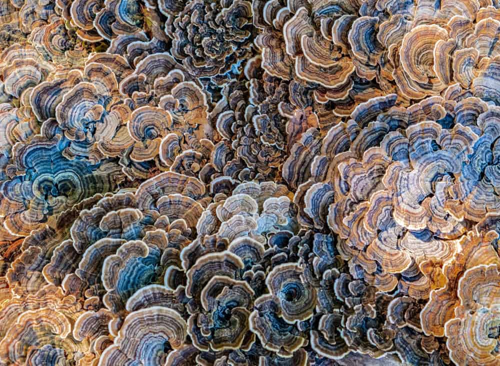 zeven meest krachtige medicinale paddenstoelen en hun unieke voordelen voor uw gezondheid.