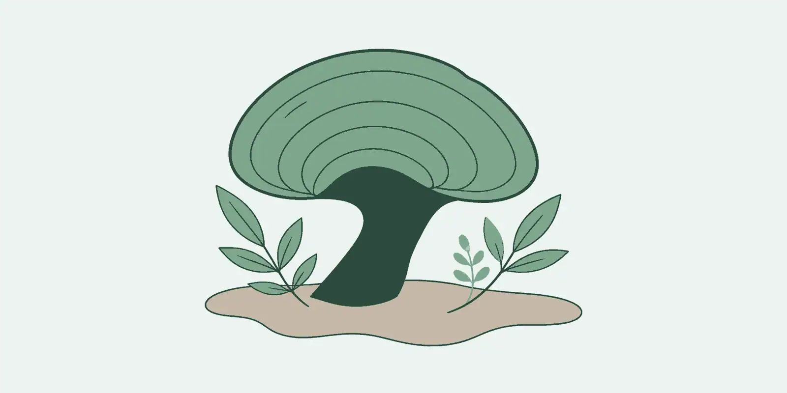 Reishi paddenstoel: wat het is, herkomst en gebruik