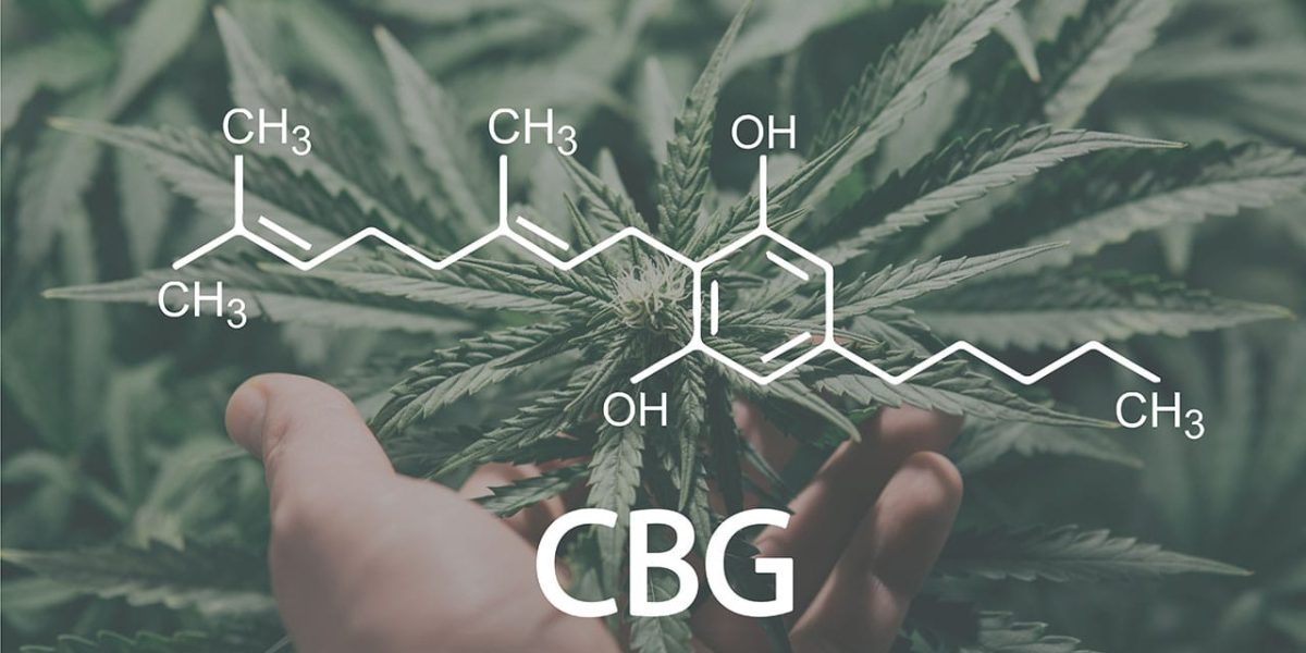 The benefits of CBG: discover the power of this special cannabinoid In this article, we will explain exactly what CBG is, how it works and why it can be a valuable addition to your lifestyle.