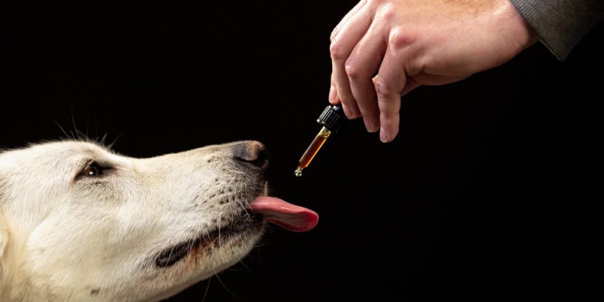 cbd voor honden? Ontdek wat wetenschappelijk onderzoek zegt over de veiligheid en effectiviteit bij gewrichtspijn, epilepsie en angst.